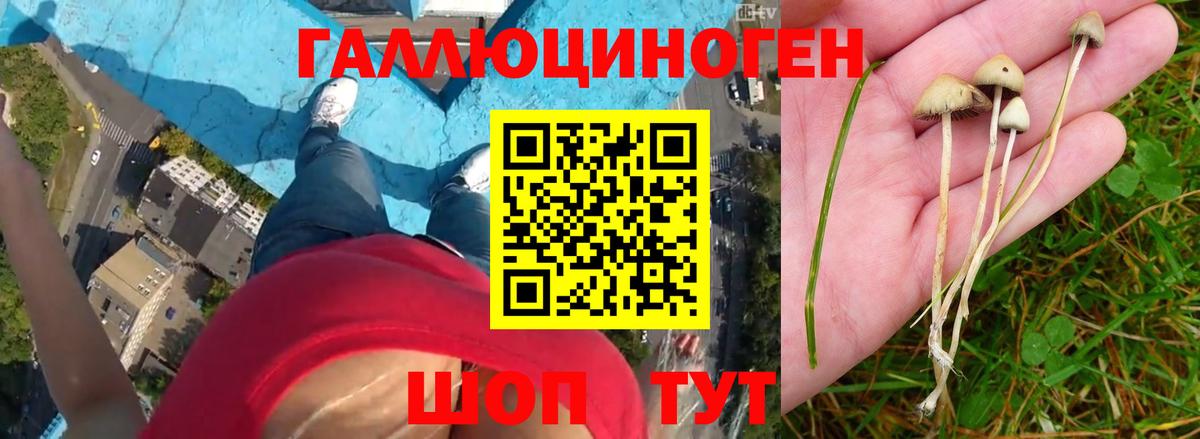 Галлюциногенные грибы Psilocybine cubensis  Вход с VPN  Бор 